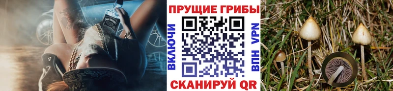 Псилоцибиновые грибы GOLDEN TEACHER  Холмск 